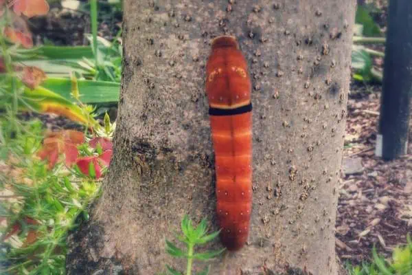 Oruga cola de golondrina tigre occidental