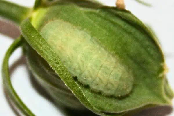 Larva de racha de pelo gris en planta verde
