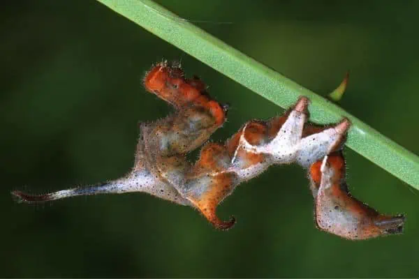 Oruga de la polilla mochuelo de líneas curvas