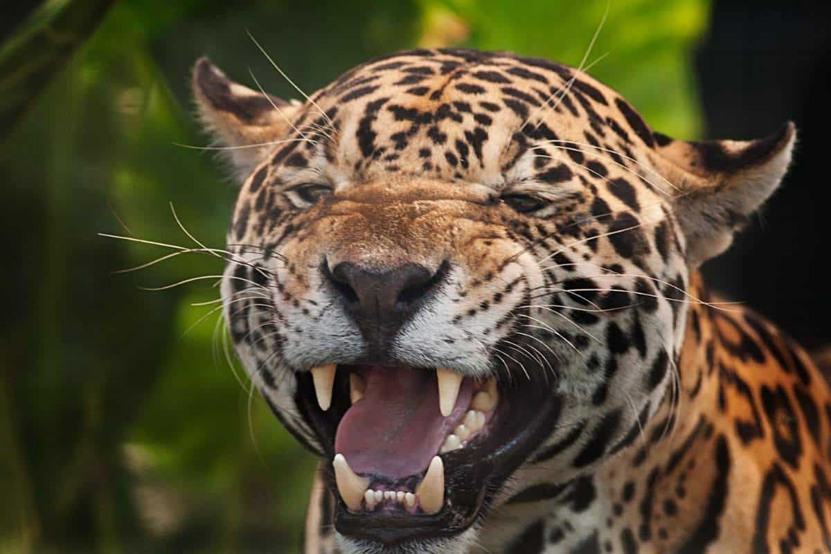 Jaguar mostrando sus dientes