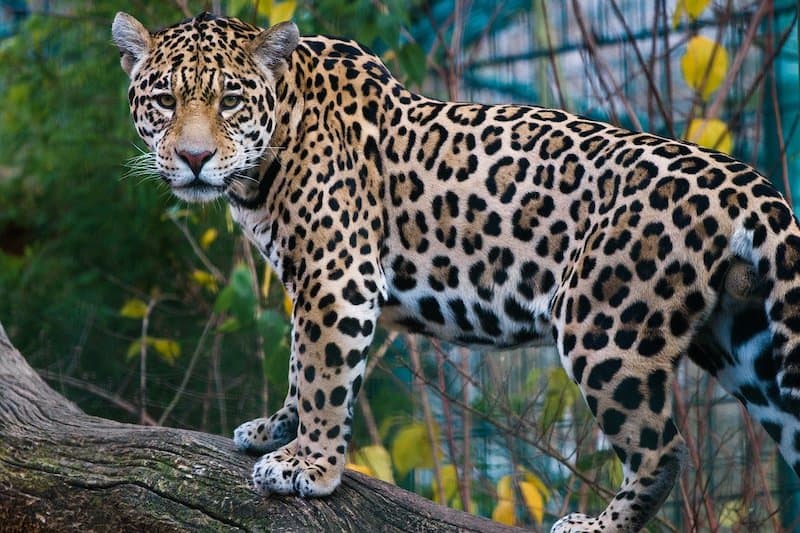 ¿Qué Tan Fuertes Son Los Jaguares? ¿qué Tan Fuertes Son Los Jaguares?