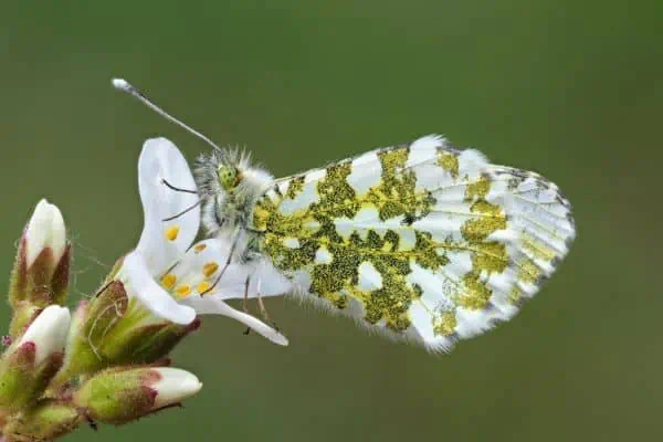 Gran mariposa de punta naranja