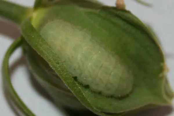 Larva de pelo gris