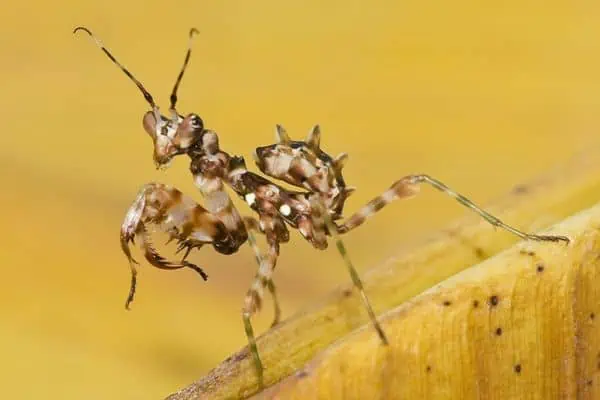 mantis flor africana