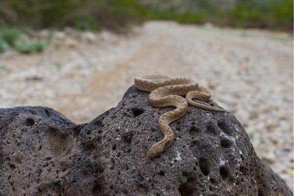 Serpiente nocturna tomando el sol