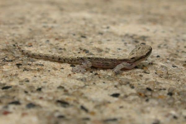 Gecos de luto