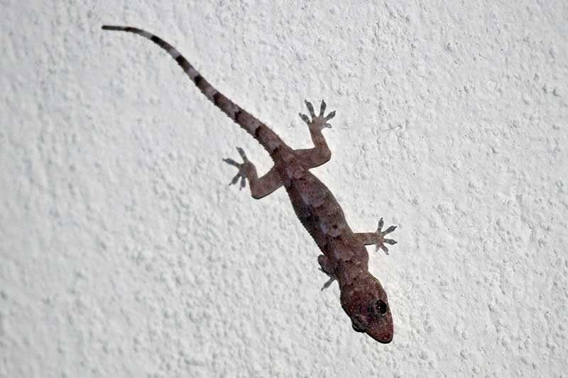 Geco de casa tropical