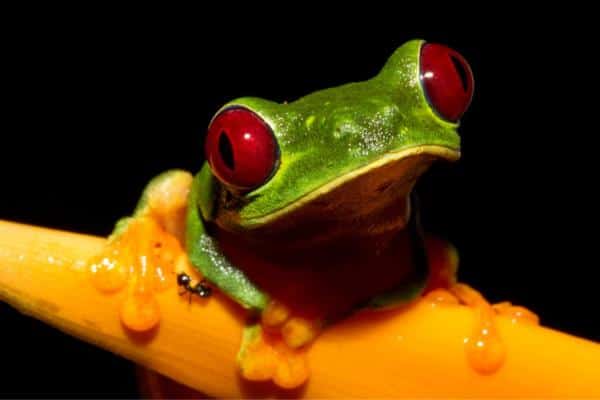 Rana arbórea de ojos rojos encaramada