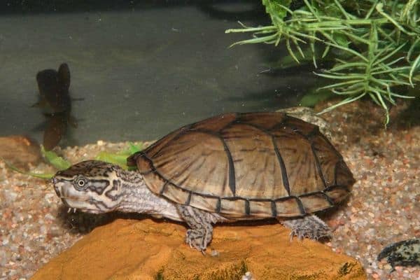 la tortuga almizclera oriental