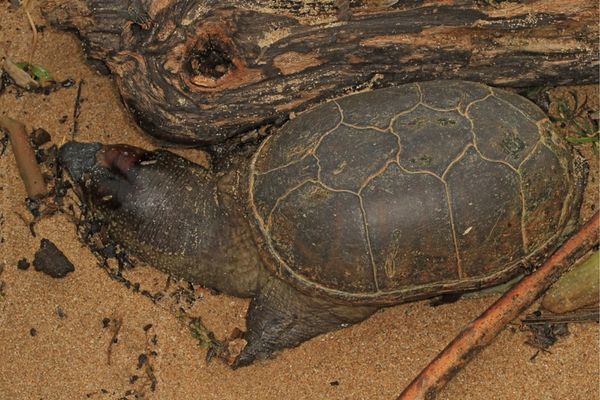 tortuga de barro oriental