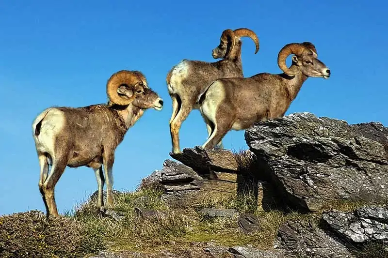 Borrego cimarrón en una montaña