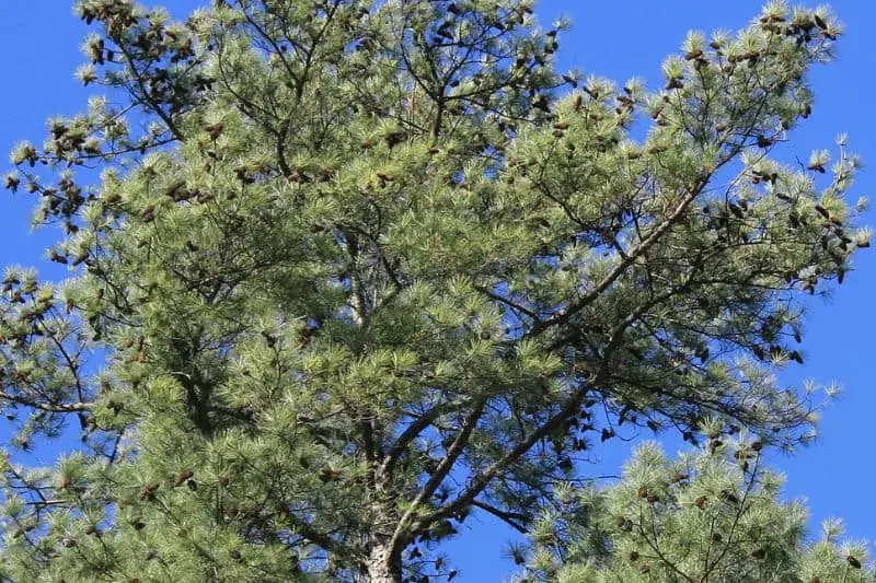 Ramas de la corona del pino piñonero