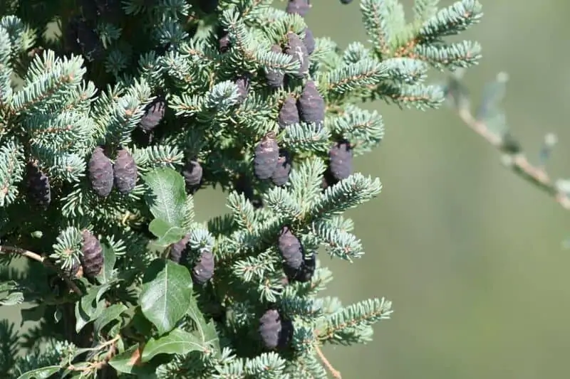 Abeto negro con piñas