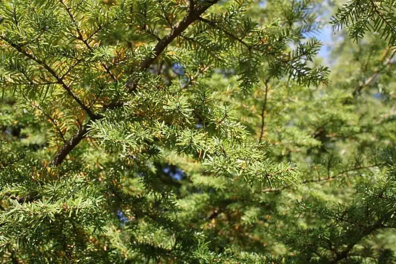 Follaje de cicuta carolina