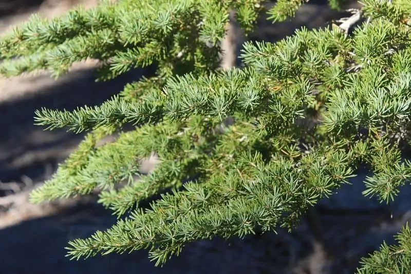 Racimos de agujas de cicuta de montaña