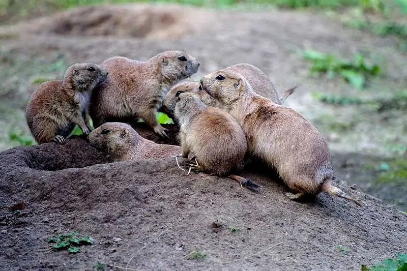 Familia de perros de la pradera