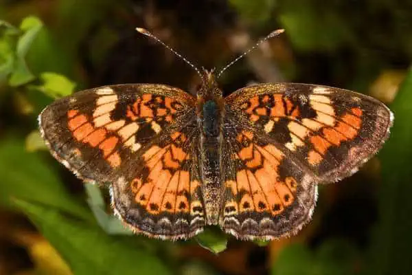 Media luna de Phaon posada sobre una hoja