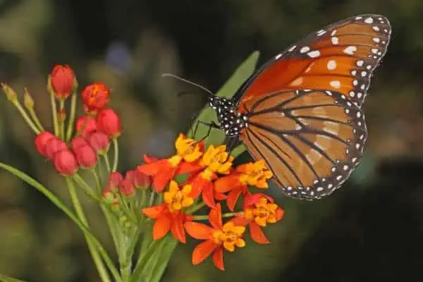 Mariposa soldado posada sobre una flor