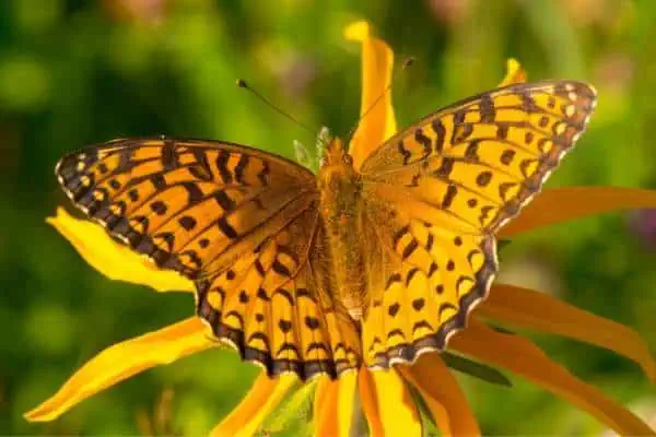 Speyeria Atlantis posado sobre una flor amarilla