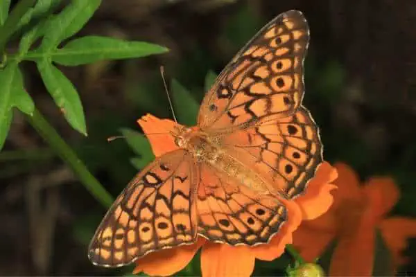 Speyeria abigarrada sobre una flor