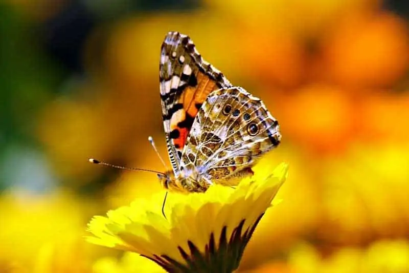 Mariposa de dama pintada sobre una flor