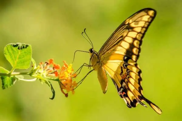 Cola de golondrina tigre occidental