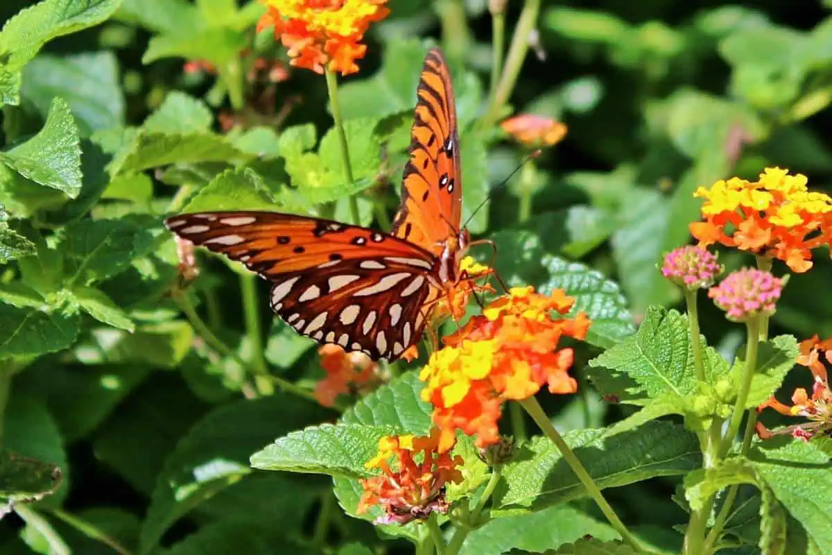 Mariposa fritillary del golfo