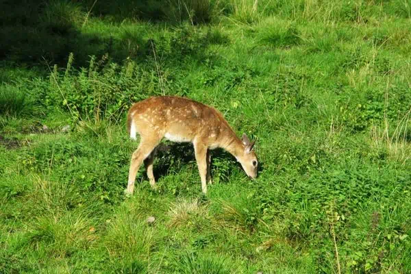 Venado cola blanca pastando