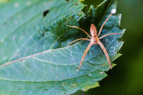 Araña de tela de vivero americana