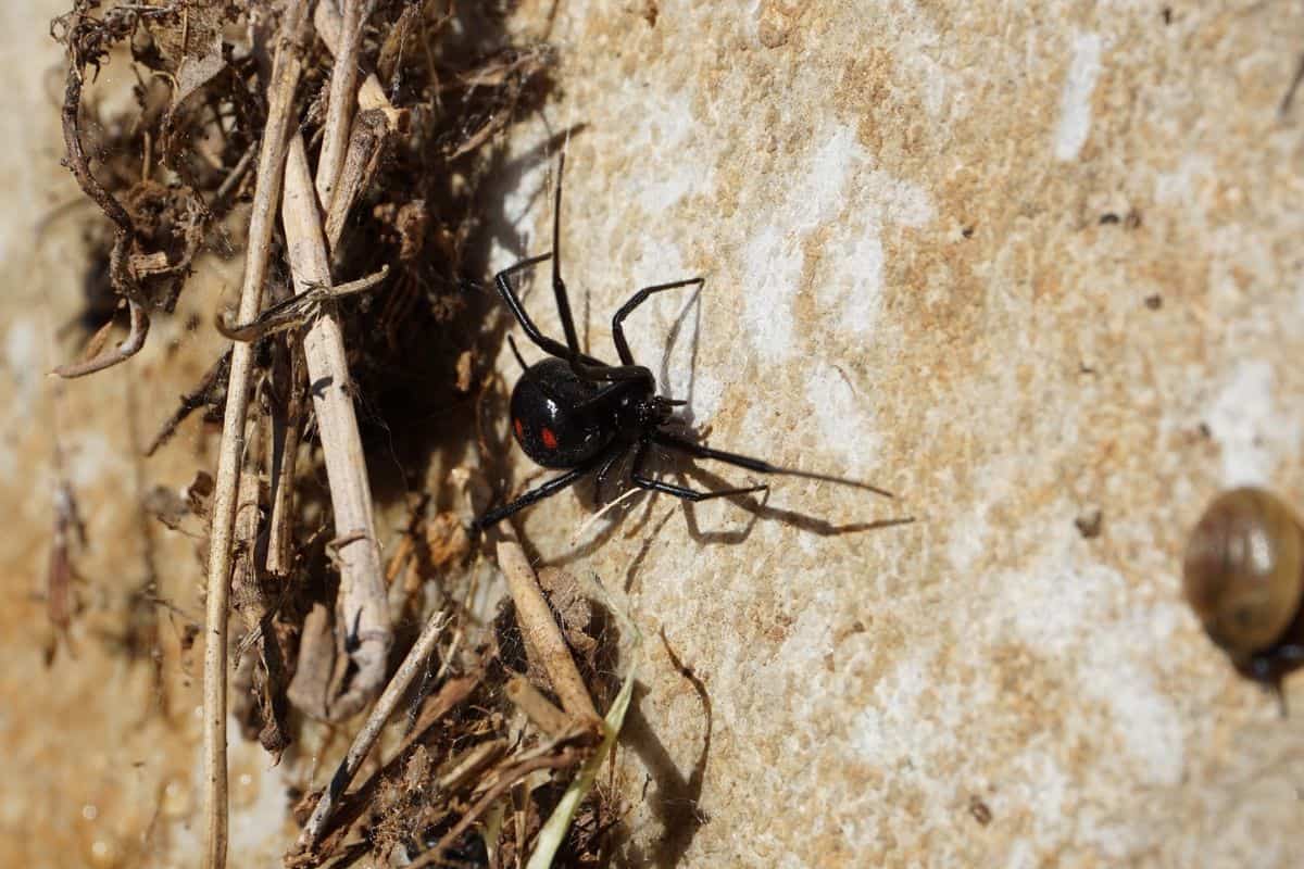 Araña viuda negra arrastrándose