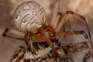 6 Tipos De Tarántulas en Luisiana (fotos)