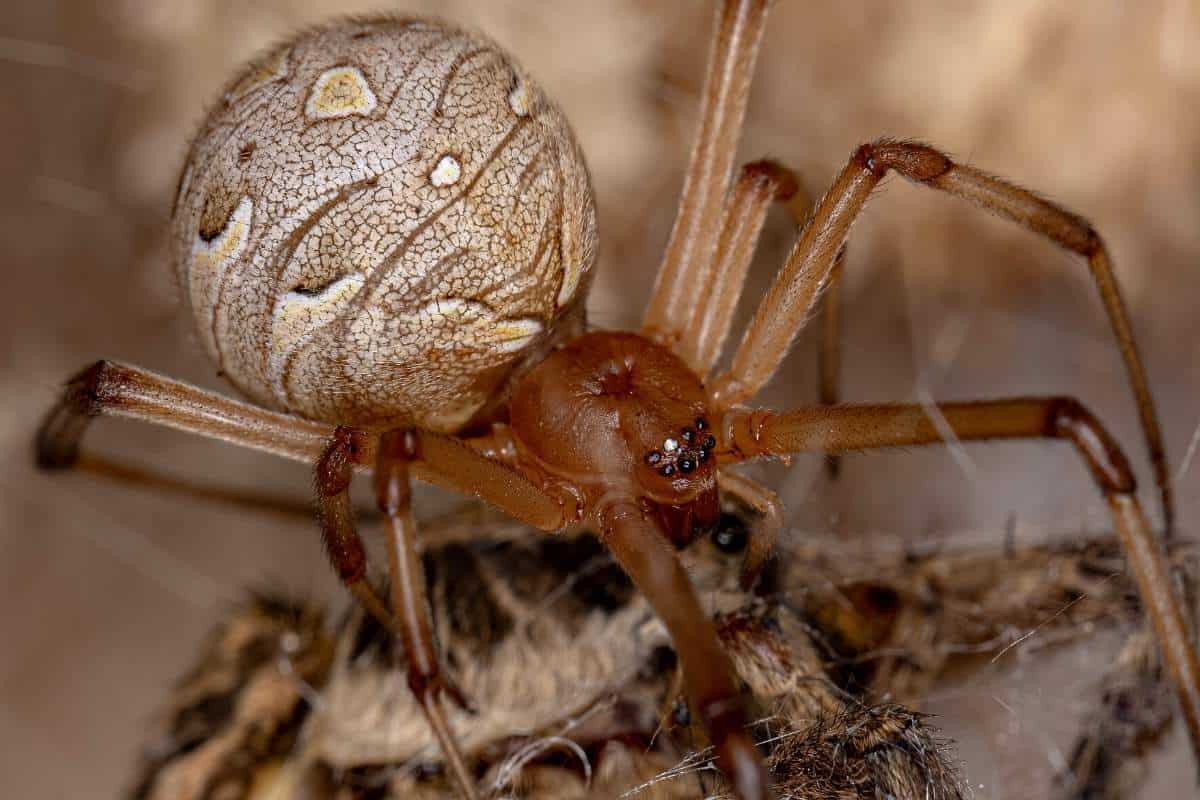 6 Tipos De Tarántulas en Luisiana (fotos)