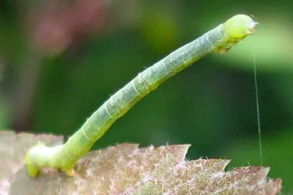 Gusano de olmo en hoja marrón