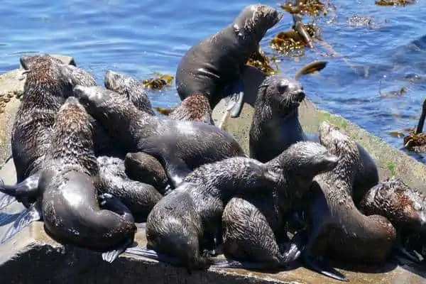 Lobos marinos marrones tomando el sol