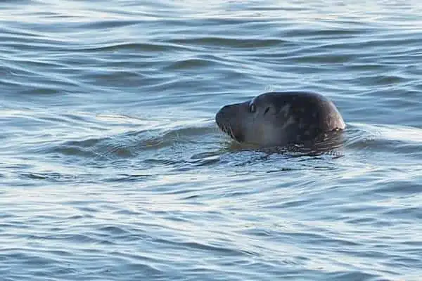 Foca gris flotando