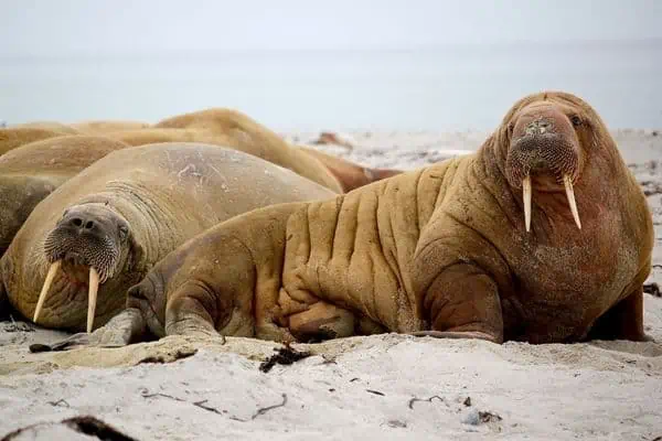 Morsas en la playa