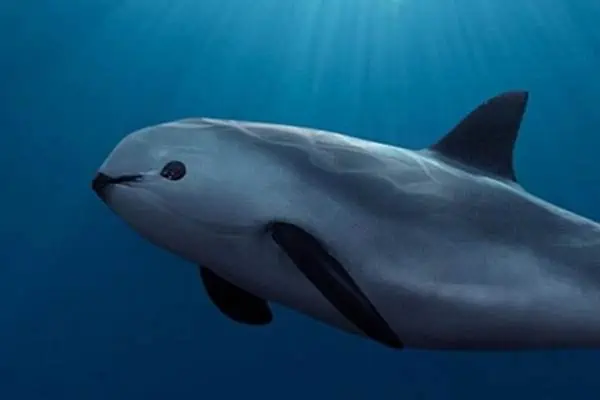 Vaquita bajo el agua