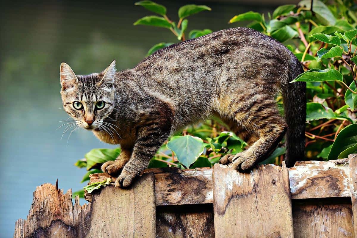Gato posando para un salto