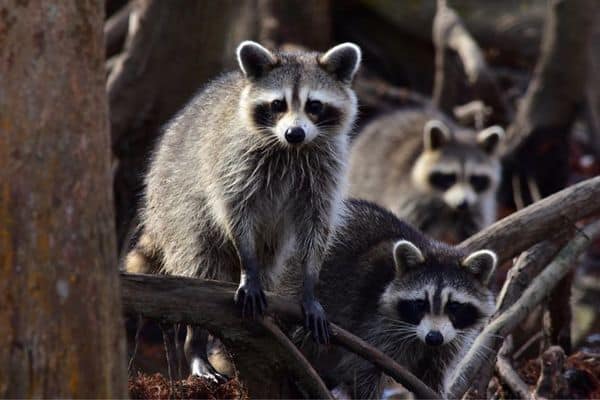 Mapaches en pantano