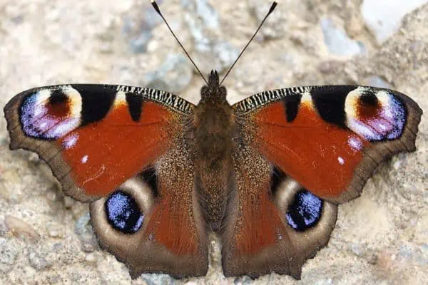 Mariposa pavo real sobre una roca