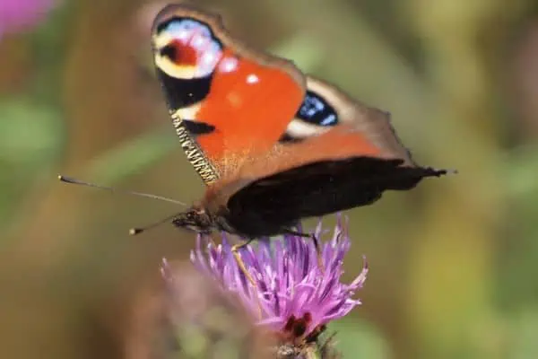 Mariposa pavo real posada sobre una flor