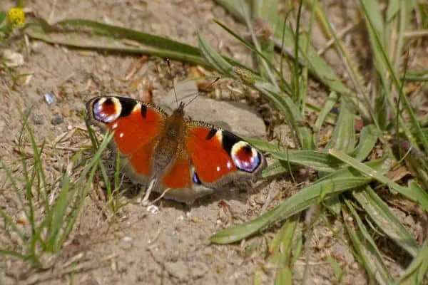 La mariposa pavo real pone sus huevos