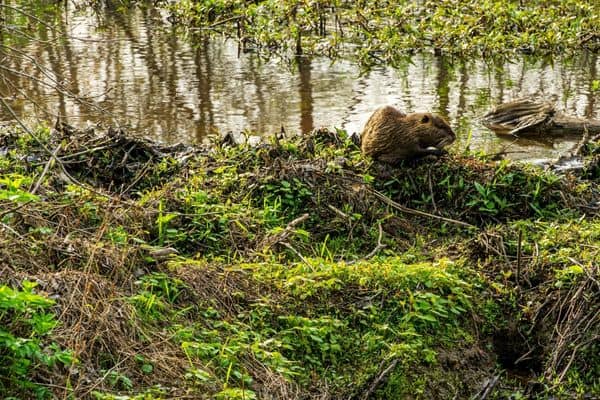 castor en la naturaleza