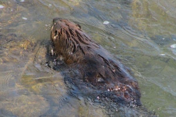 Castor nada en el río