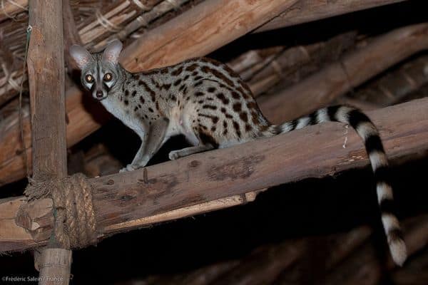 Genet común en el comedor