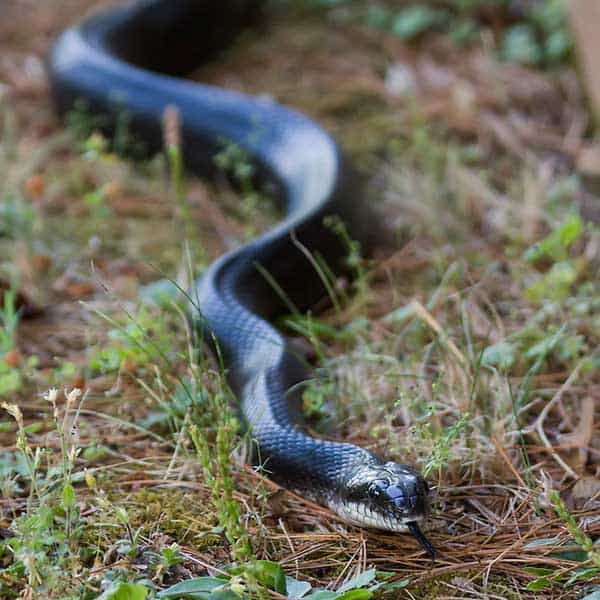 serpiente rata negra
