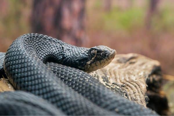 Serpiente nariz de cerdo oriental tomando el sol
