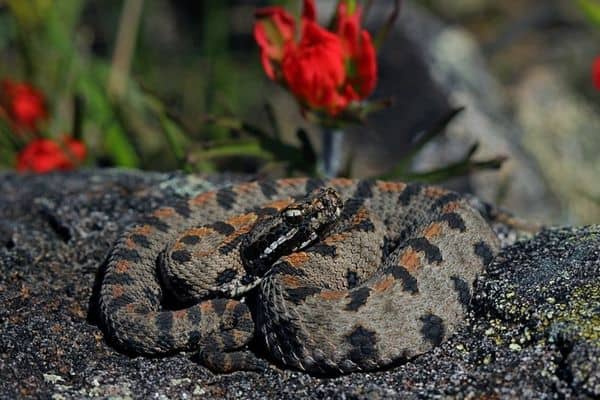 Serpiente de cascabel pigmea occidental