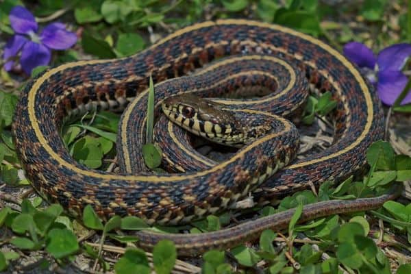 Serpiente de liga de las llanuras