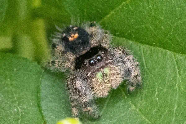 atrevida araña saltarina sobre una hoja